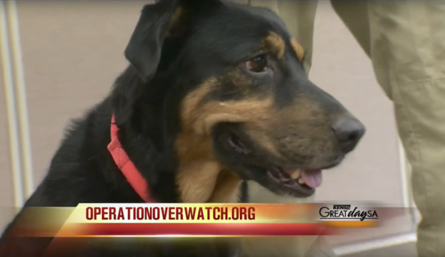 operation overwatch service dog on great day sa
