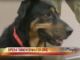 operation overwatch service dog on great day sa